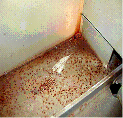 Rusty shot.